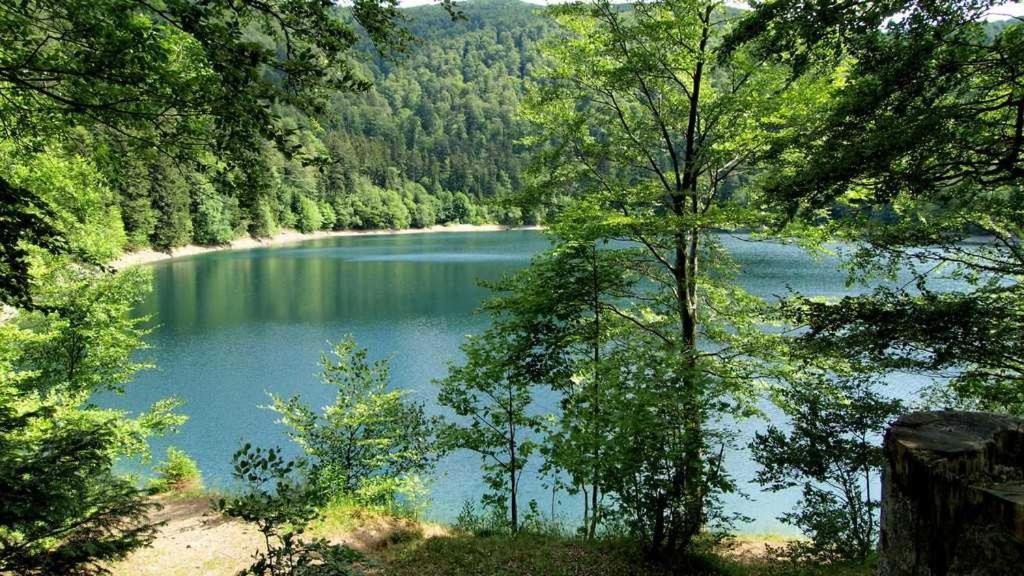 Appartement Avec Terrasse Entre Vignes, Balades, Alsace Ґебвіллер Екстер'єр фото